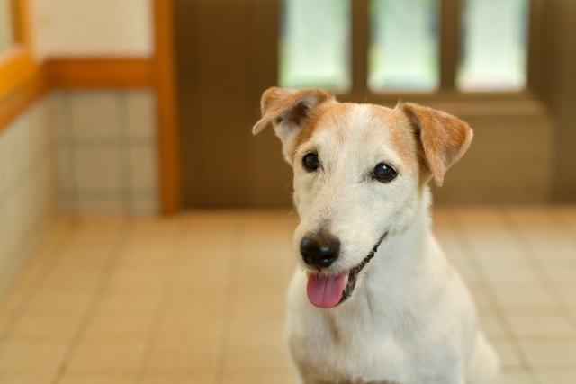 賃貸暮らしの愛犬家さんにおすすめ！床滑り対策コルクマット