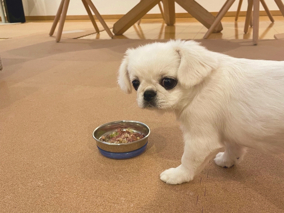 犬用滑り止めコルクマット 犬目線で開発した日本製コルクマット 老舗国産コルクメーカー 永柳工業株式会社